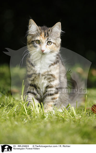 Norwegisches Waldktzchen / Norwegian Forest Kitten / RR-29883