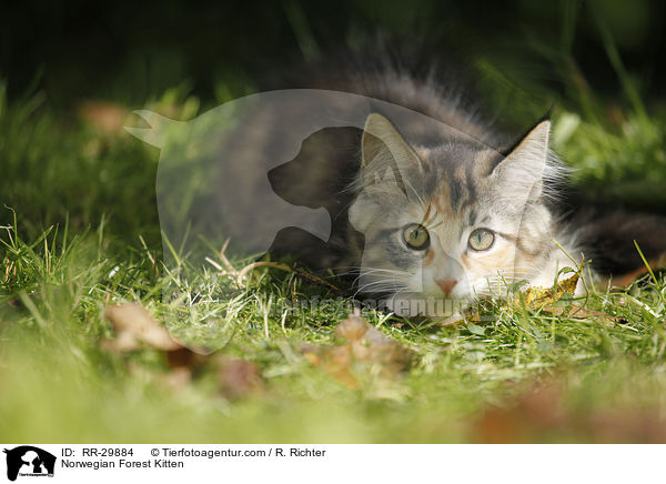 Norwegisches Waldktzchen / Norwegian Forest Kitten / RR-29884