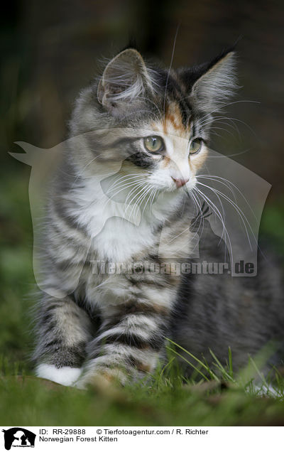 Norwegisches Waldktzchen / Norwegian Forest Kitten / RR-29888