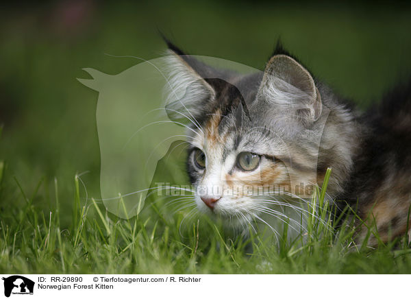 Norwegisches Waldktzchen / Norwegian Forest Kitten / RR-29890