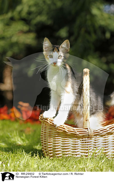 Norwegisches Waldktzchen / Norwegian Forest Kitten / RR-29902