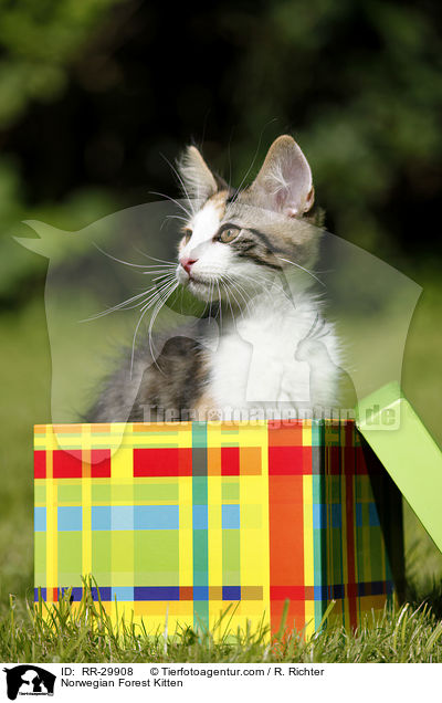 Norwegisches Waldktzchen / Norwegian Forest Kitten / RR-29908
