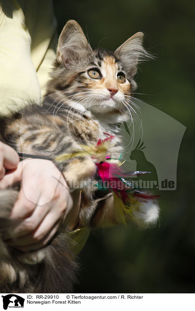 Norwegisches Waldktzchen / Norwegian Forest Kitten / RR-29910