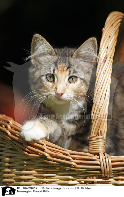 Norwegisches Waldktzchen / Norwegian Forest Kitten / RR-29917