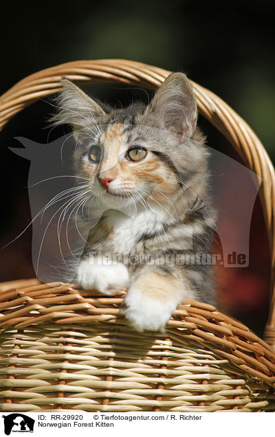 Norwegisches Waldktzchen / Norwegian Forest Kitten / RR-29920