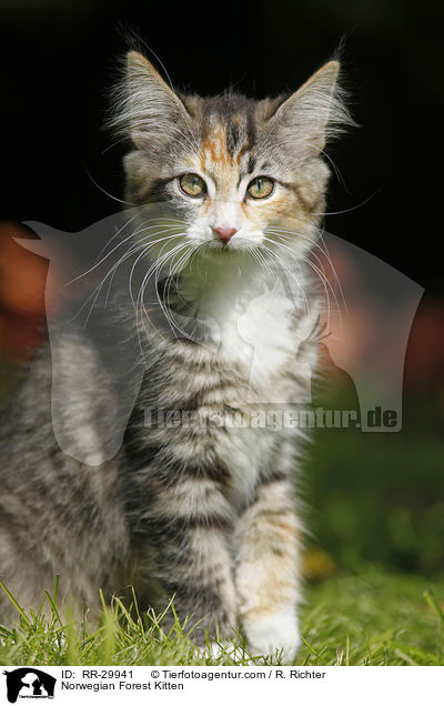 Norwegisches Waldktzchen / Norwegian Forest Kitten / RR-29941