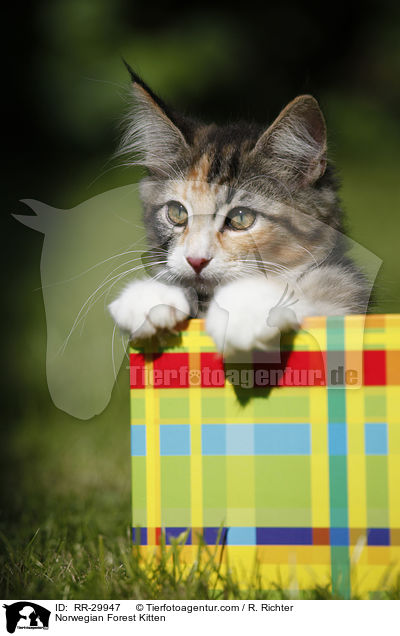 Norwegisches Waldktzchen / Norwegian Forest Kitten / RR-29947