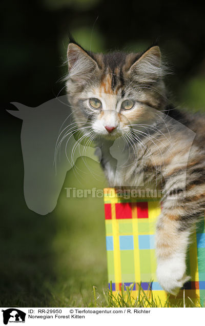 Norwegisches Waldktzchen / Norwegian Forest Kitten / RR-29950
