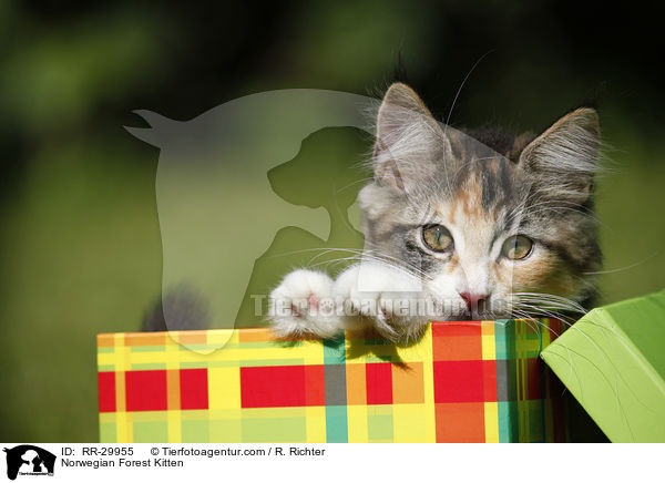 Norwegisches Waldktzchen / Norwegian Forest Kitten / RR-29955