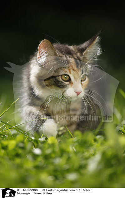 Norwegisches Waldktzchen / Norwegian Forest Kitten / RR-29966