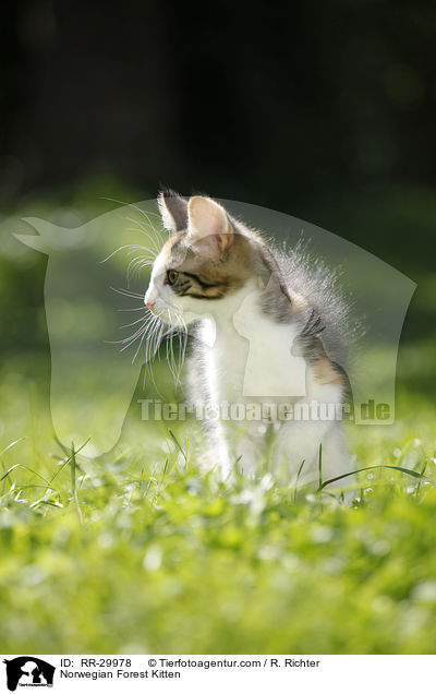 Norwegisches Waldktzchen / Norwegian Forest Kitten / RR-29978