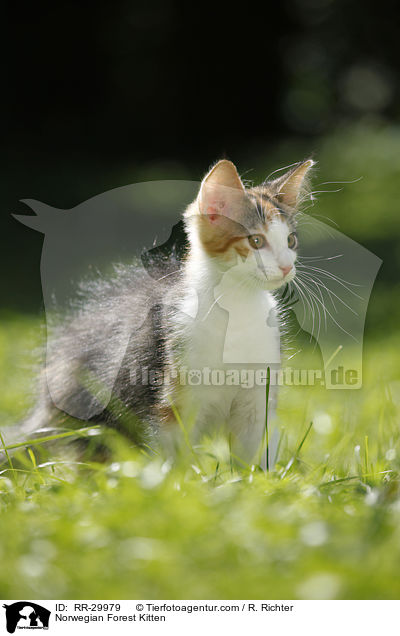 Norwegisches Waldktzchen / Norwegian Forest Kitten / RR-29979