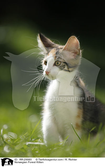 Norwegisches Waldktzchen / Norwegian Forest Kitten / RR-29980