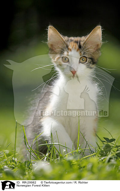 Norwegisches Waldktzchen / Norwegian Forest Kitten / RR-29982