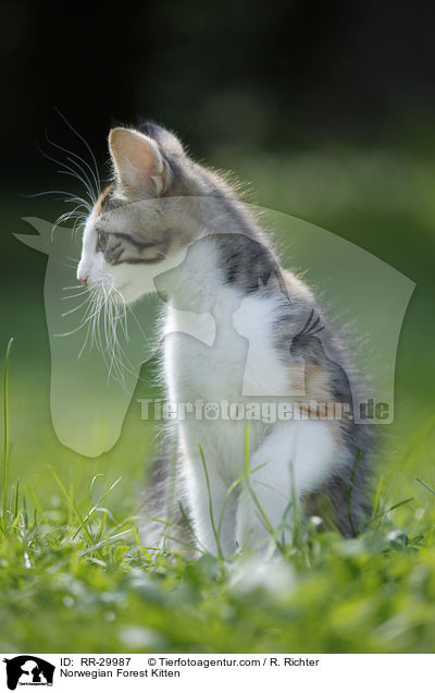 Norwegisches Waldktzchen / Norwegian Forest Kitten / RR-29987