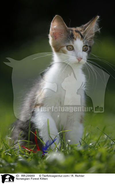 Norwegisches Waldktzchen / Norwegian Forest Kitten / RR-29989
