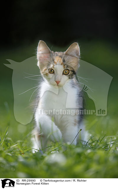 Norwegisches Waldktzchen / Norwegian Forest Kitten / RR-29990
