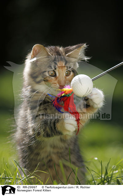 Norwegisches Waldktzchen / Norwegian Forest Kitten / RR-29997