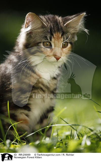 Norwegisches Waldktzchen / Norwegian Forest Kitten / RR-29999