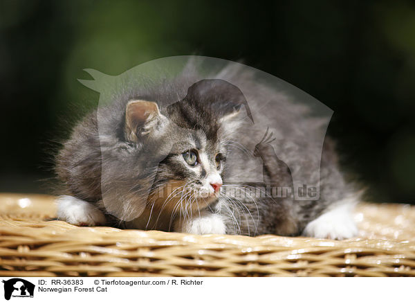 Norwegisches Waldktzchen / Norwegian Forest Cat / RR-36383