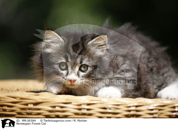 Norwegisches Waldktzchen / Norwegian Forest Cat / RR-36384