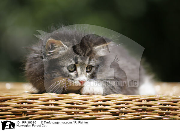 Norwegisches Waldktzchen / Norwegian Forest Cat / RR-36386