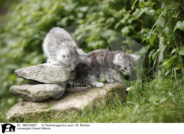 Norwegische Waldktzchen / norwegian forest kittens / RR-53687