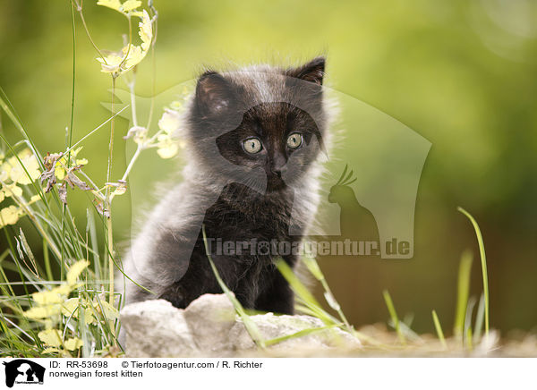Norwegisches Waldktzchen / norwegian forest kitten / RR-53698