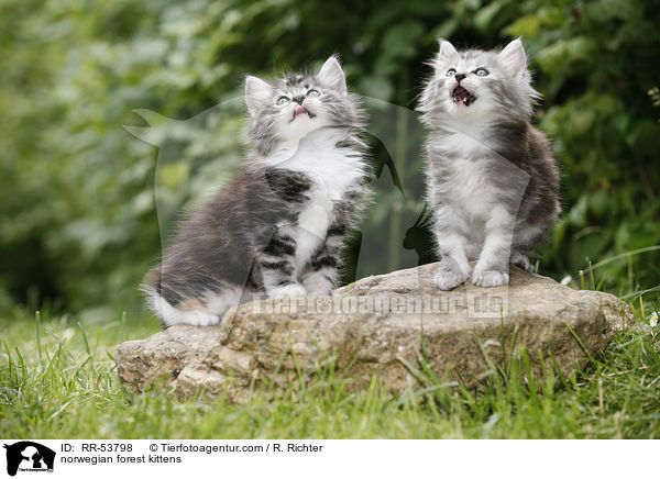 Norwegische Waldktzchen / norwegian forest kittens / RR-53798