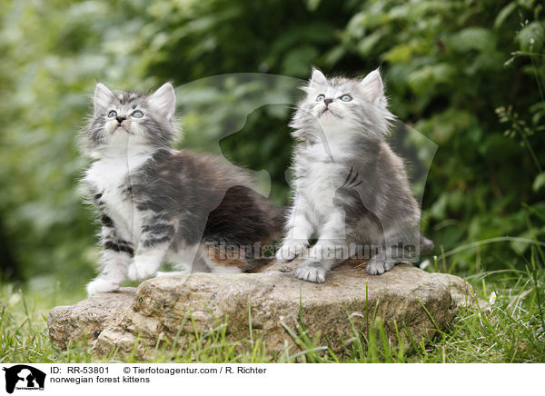 Norwegische Waldktzchen / norwegian forest kittens / RR-53801