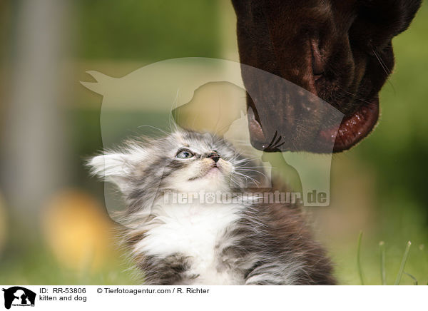 kitten and dog / RR-53806