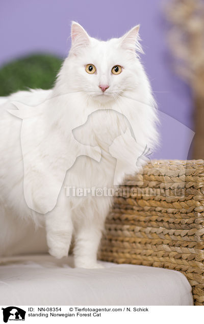 standing Norwegian Forest Cat / NN-08354
