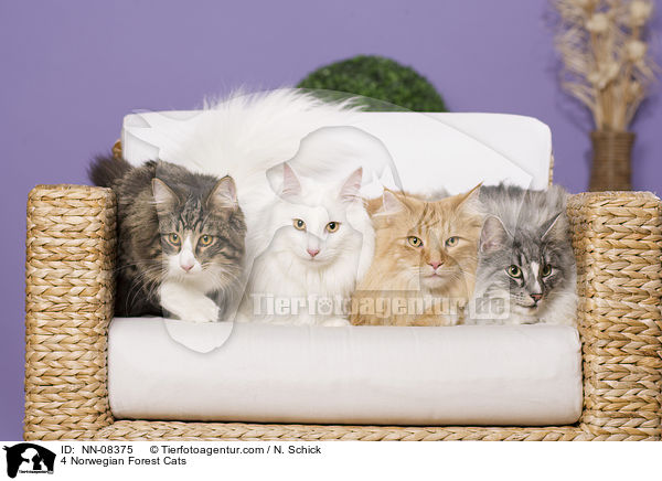 4 Norwegische Waldkatzen / 4 Norwegian Forest Cats / NN-08375