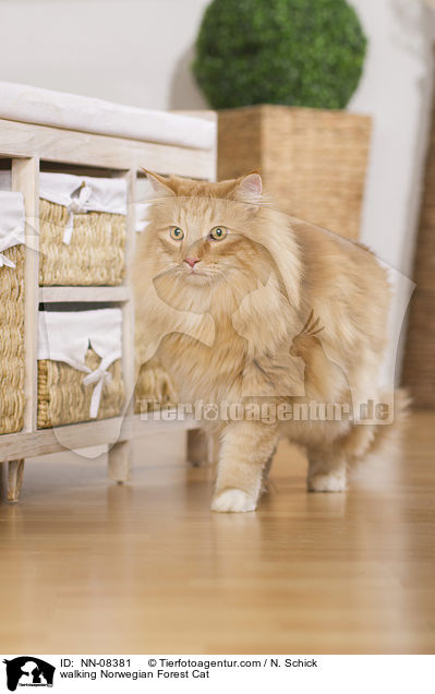 laufende Norwegische Waldkatze / walking Norwegian Forest Cat / NN-08381