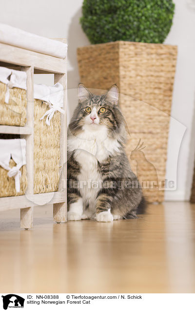 sitting Norwegian Forest Cat / NN-08388