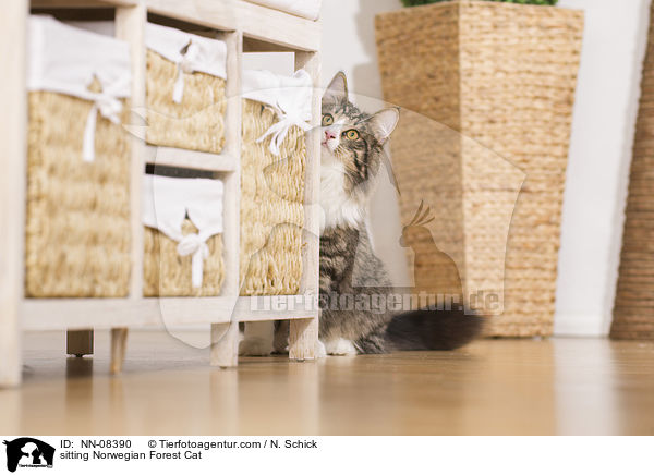 sitzende Norwegische Waldkatze / sitting Norwegian Forest Cat / NN-08390