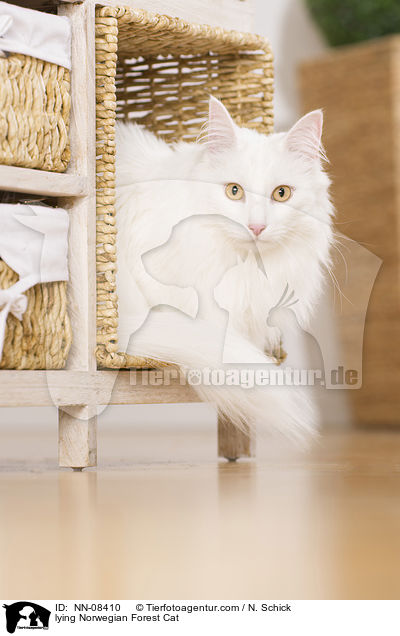 lying Norwegian Forest Cat / NN-08410