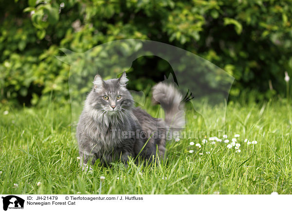 Norwegische Waldkatze / Norwegian Forest Cat / JH-21479