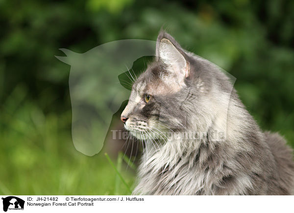 Norwegische Waldkatze Portrait / Norwegian Forest Cat Portrait / JH-21482