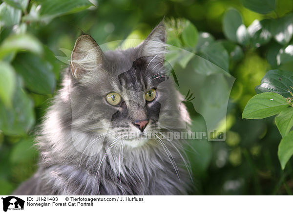 Norwegische Waldkatze Portrait / Norwegian Forest Cat Portrait / JH-21483