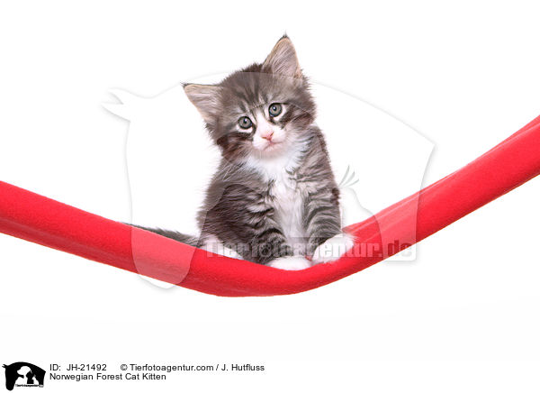 Norwegische Waldkatze Ktzchen / Norwegian Forest Cat Kitten / JH-21492
