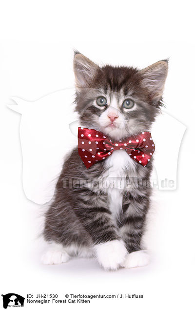 Norwegische Waldkatze Ktzchen / Norwegian Forest Cat Kitten / JH-21530