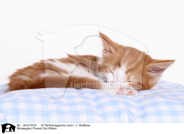 Norwegische Waldkatze Ktzchen / Norwegian Forest Cat Kitten / JH-21533