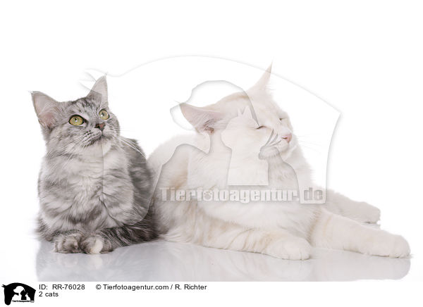 2 Katzen / 2 cats / RR-76028