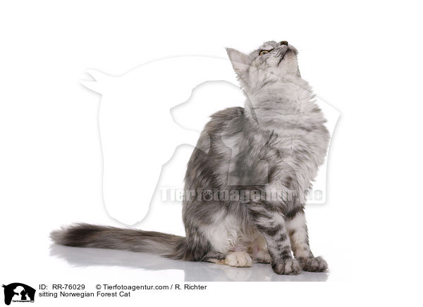 sitzende Norwegische Waldkatze / sitting Norwegian Forest Cat / RR-76029