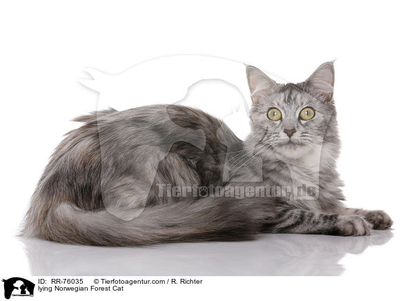 liegende Norwegische Waldkatze / lying Norwegian Forest Cat / RR-76035