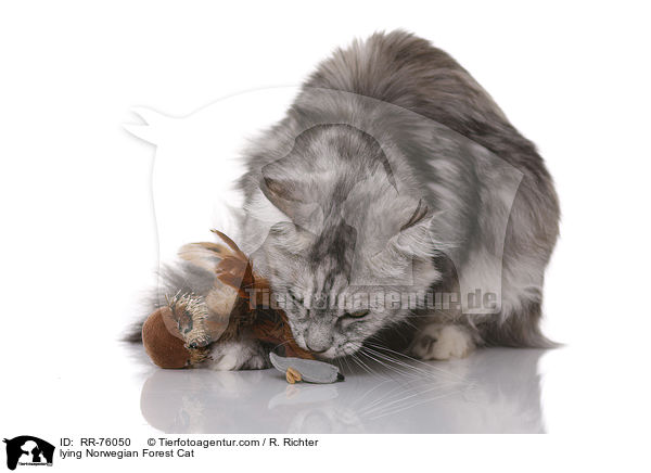 liegende Norwegische Waldkatze / lying Norwegian Forest Cat / RR-76050