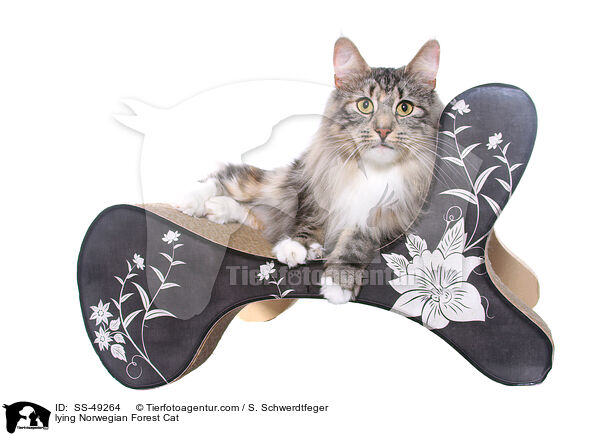 liegende Norwegische Waldkatze / lying Norwegian Forest Cat / SS-49264