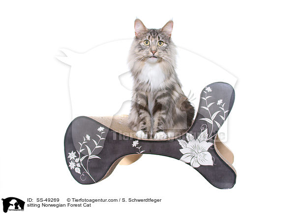 sitzende Norwegische Waldkatze / sitting Norwegian Forest Cat / SS-49269