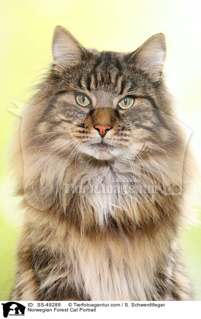 Norwegische Waldkatze Portrait / Norwegian Forest Cat Portrait / SS-49289
